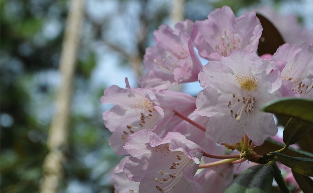 石楠花