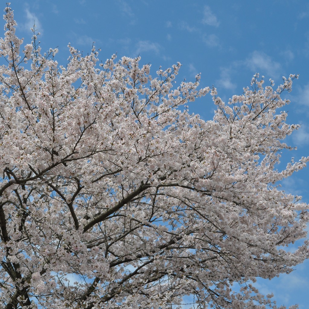 桜