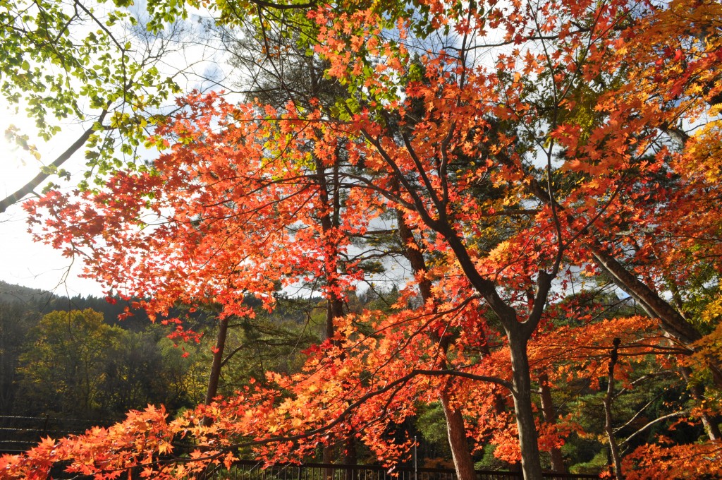 奥入瀬の紅葉