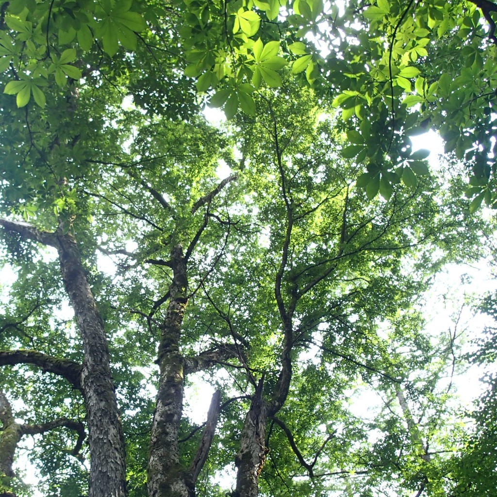 上高地