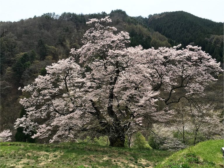 駒つなぎの桜